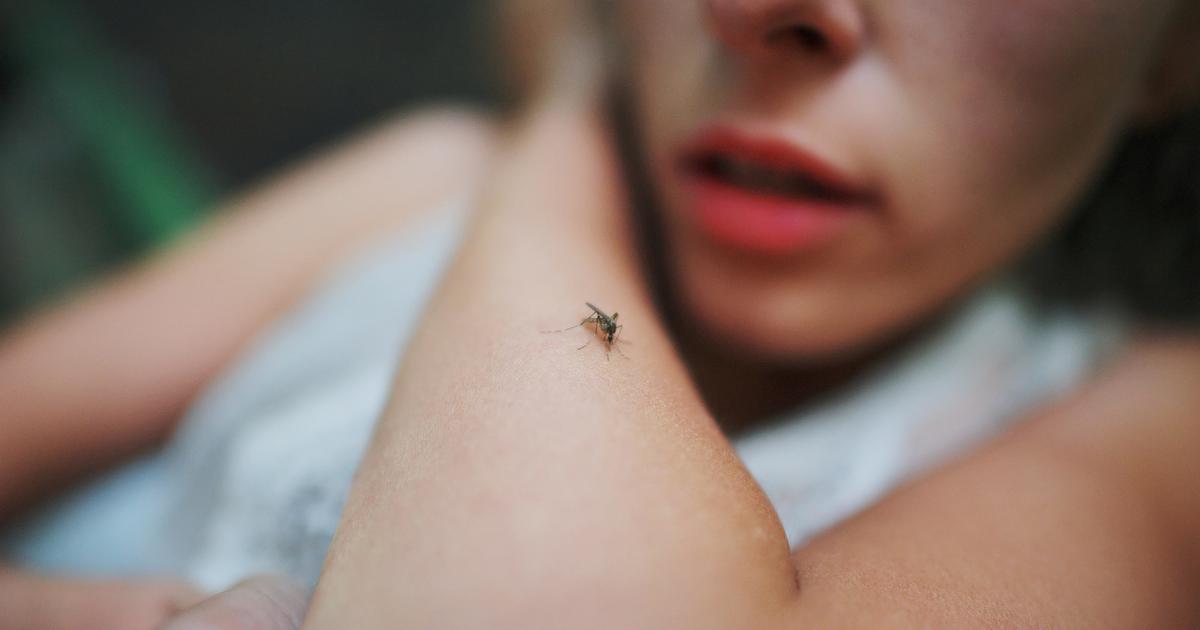 Moustiques : nombre record d’infections par le virus West Nile en France