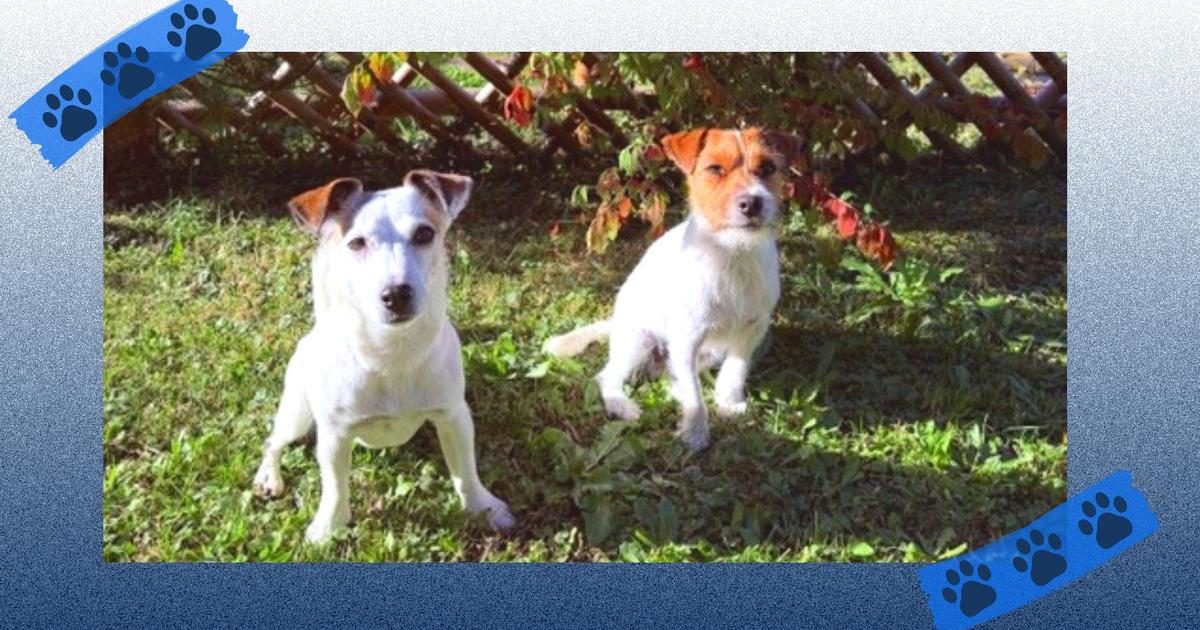 Cécile describes her life with Jack Russells Heidi and Amigo
