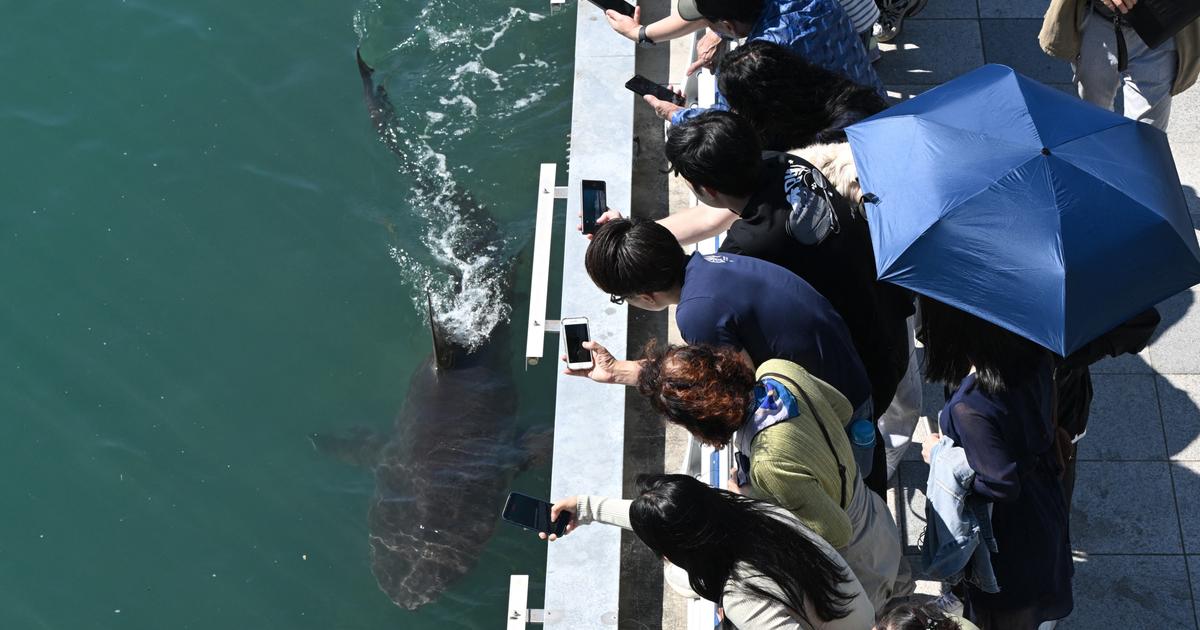 Troisième sauvetage pour le requin Bukhangi : la Corée du Sud retranscrit l’opération en direct