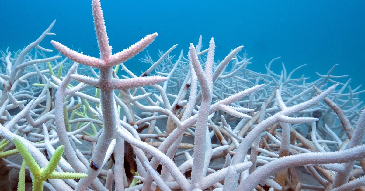 Quelles solutions pour protéger la quasi-totalité des coraux, menacés d’extinction d’ici à 2075 ?