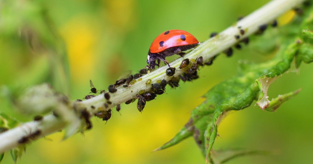 Les odeurs, la nouvelle piste contre les insectes ravageurs