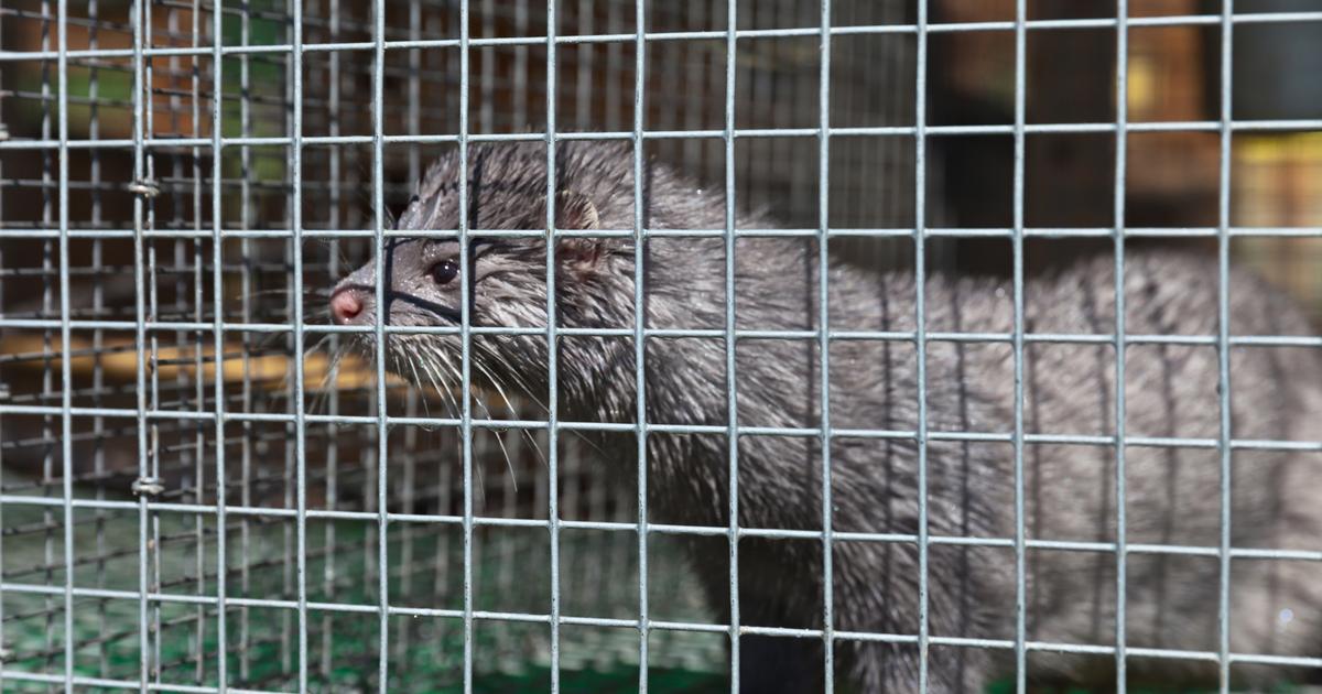 «Le gouvernement a fait le choix du bien-être animal» : l’élevage de visons bientôt interdit au Danemark