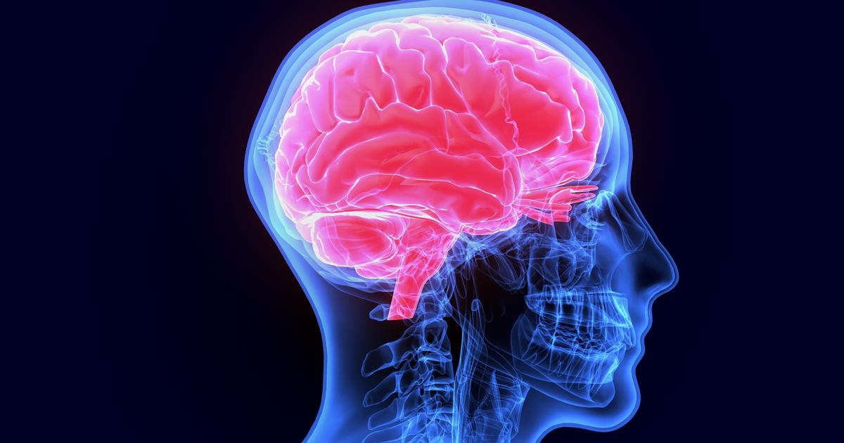 Comment des virus ont façonné le cerveau humain