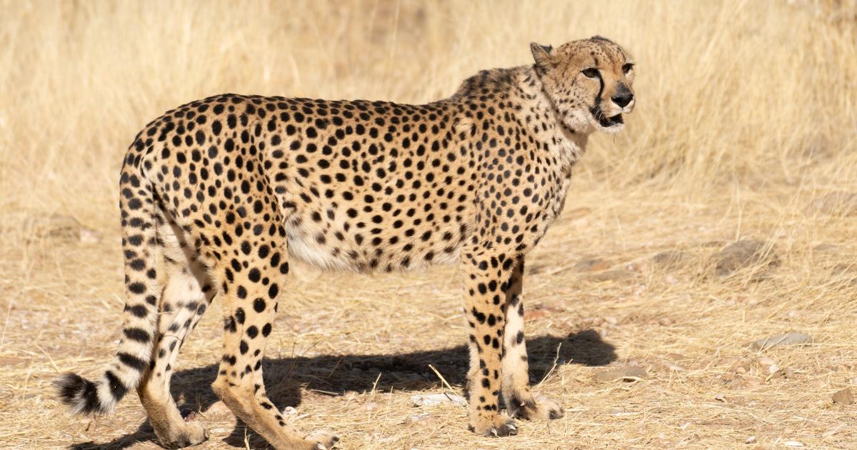 Cinq plombs retrouvés dans son corps : la mort d’un jeune guépard secoue l’Inde
