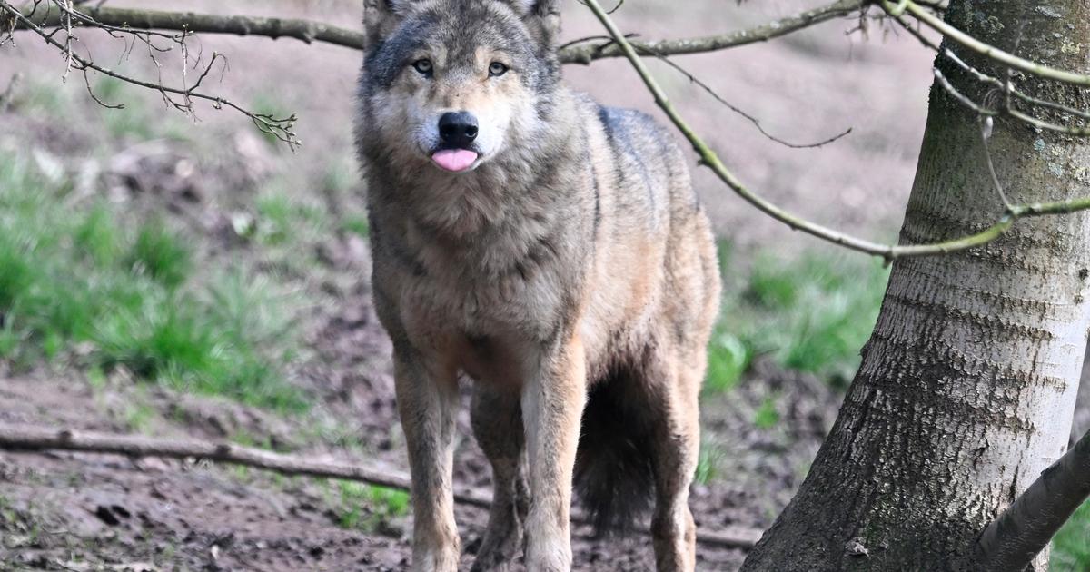 Allemagne : une fillette dans un état grave après une attaque de loup dans un parc animalier