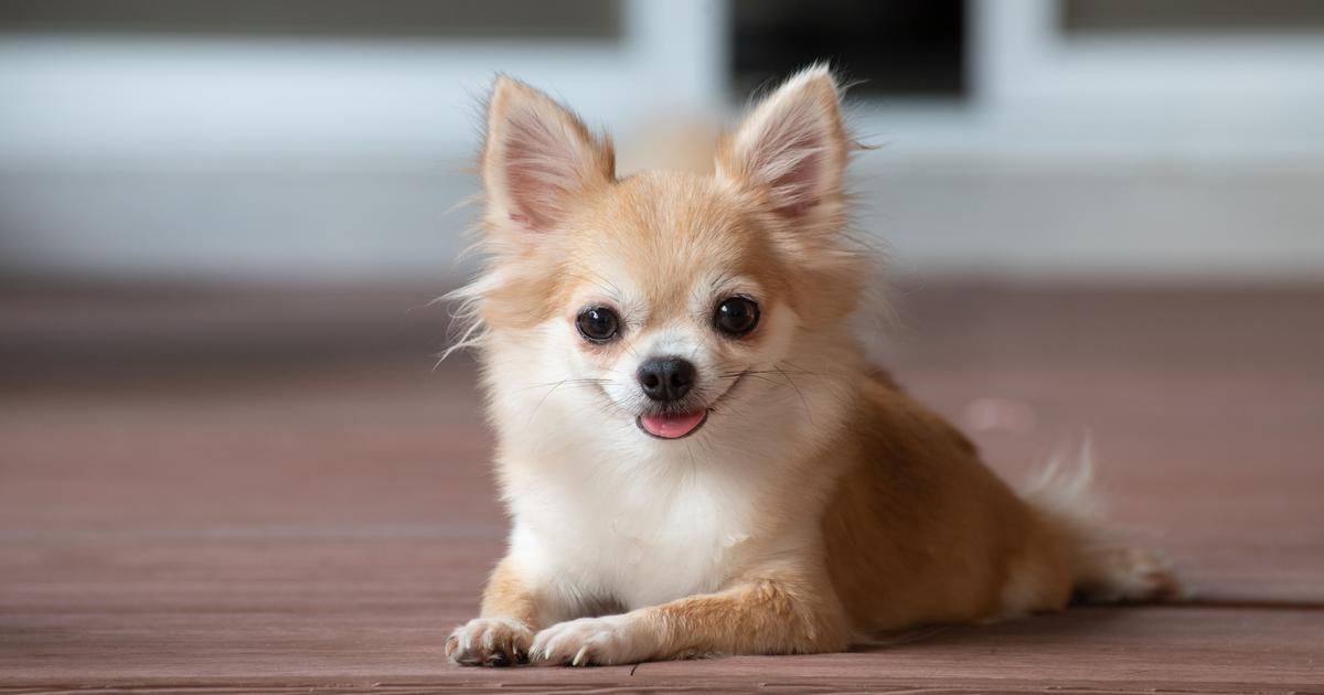 Poitiers : une vingtaine de chiots de race, Chihuahua et Spitz, volés lors d’un salon canin