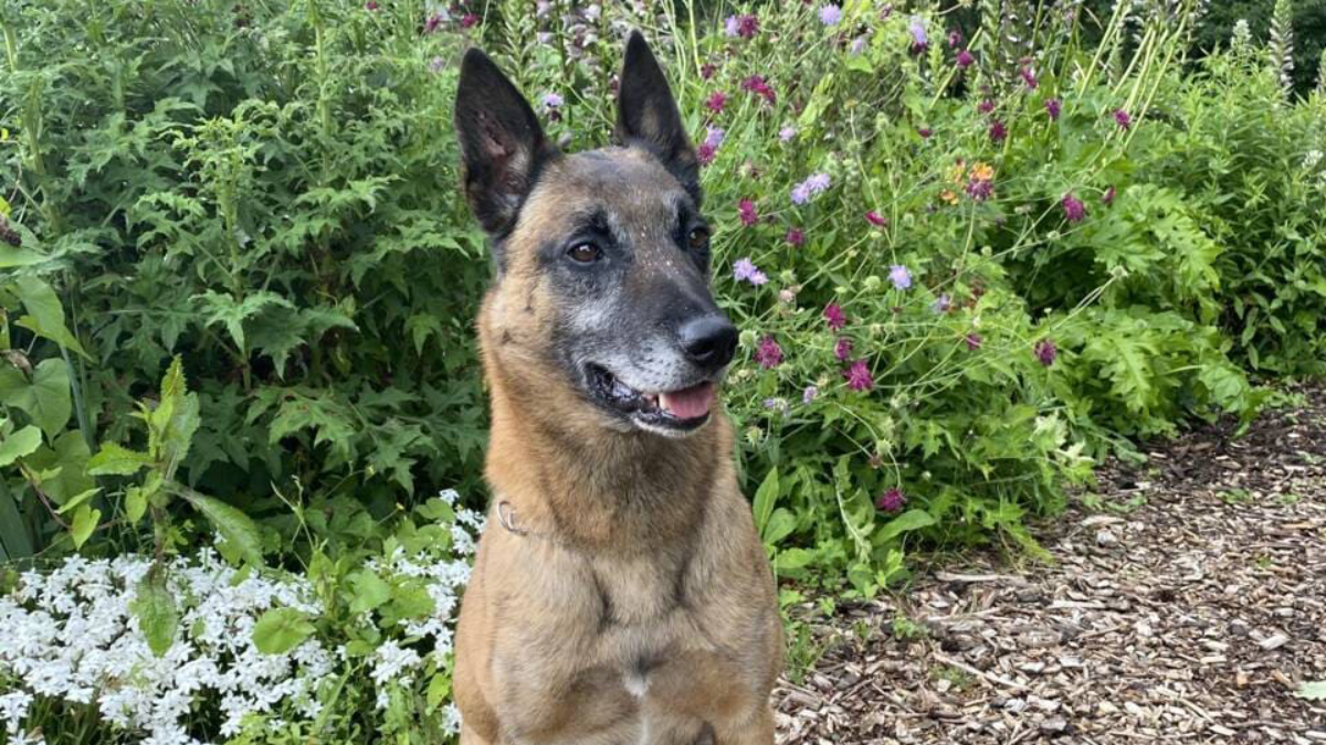 À Nantes, Mac, le chien de la police, cherche un nouveau foyer pour sa retraite