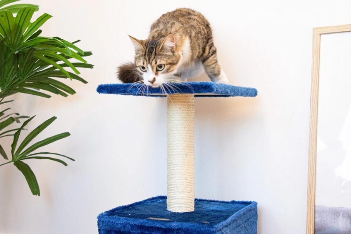 Zoomalia fait très fort avec cet arbre à chat en promo à moins de 10 euros cette semaine