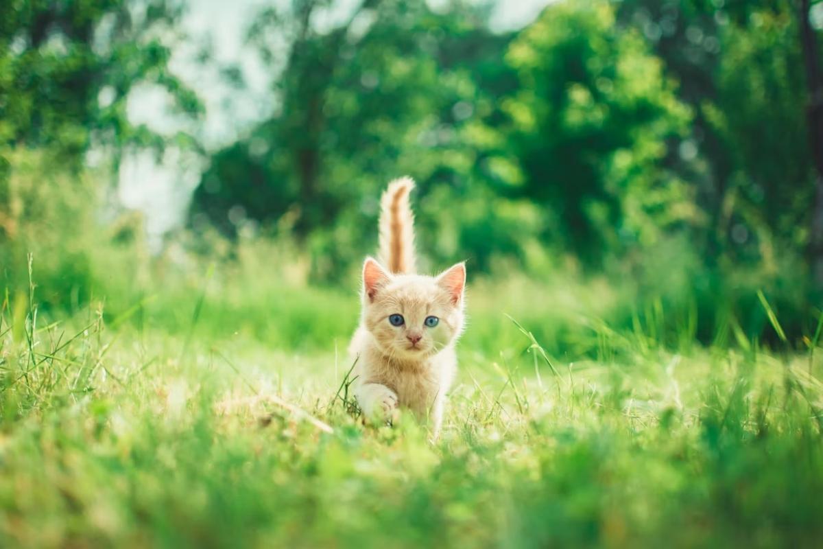Mes deux chatons l’adorent ! : cet accessoire pour chats à petit prix que des milliers d’internautes valident