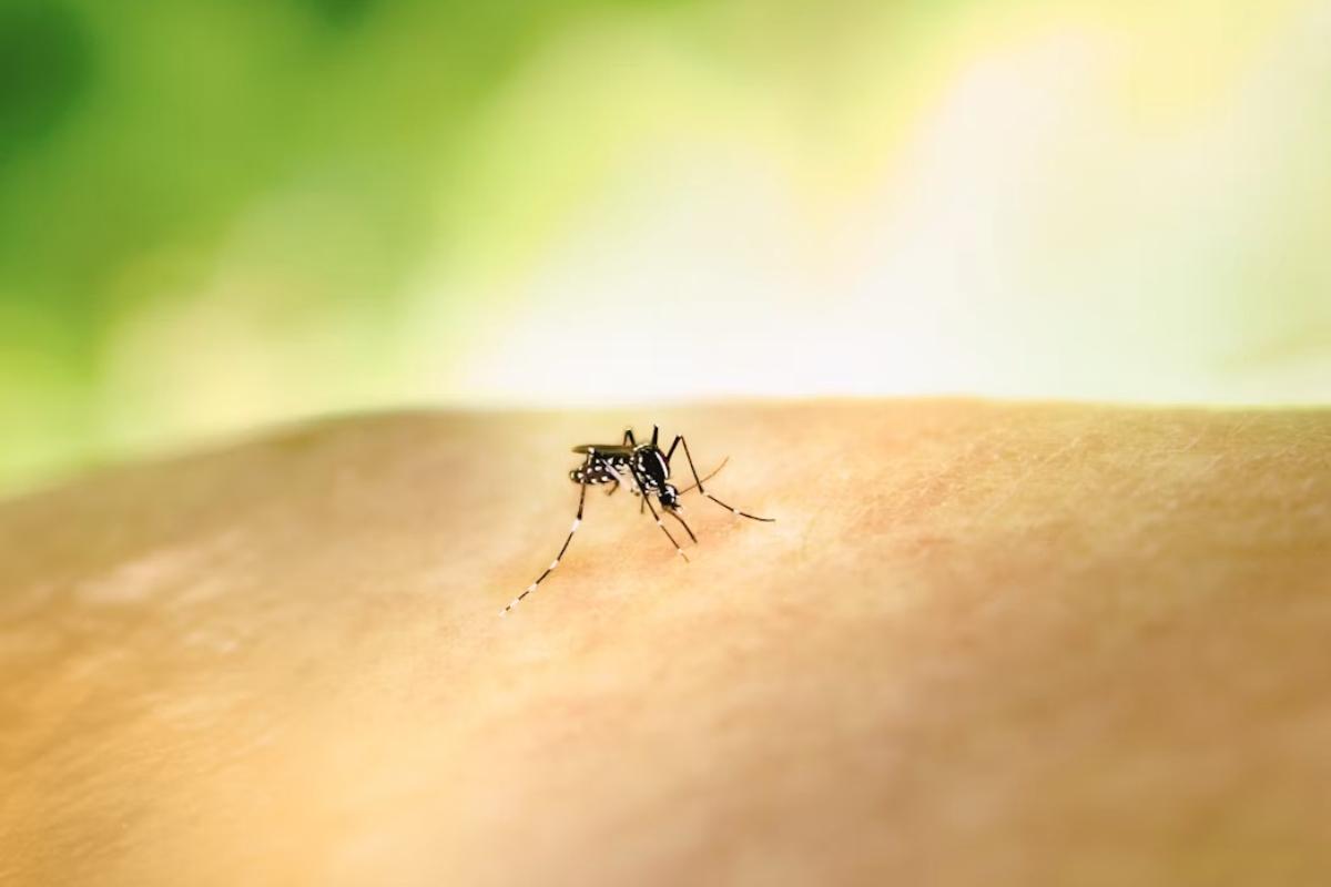 Dites adieu aux moustiques : cette solution parvient enfin à les repousser efficacement, et même d’autres insectes