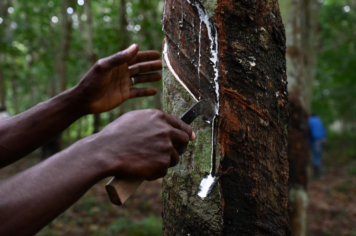 Caoutchouc: la Côte d'Ivoire, 1er producteur africain, désormais 4e mondial