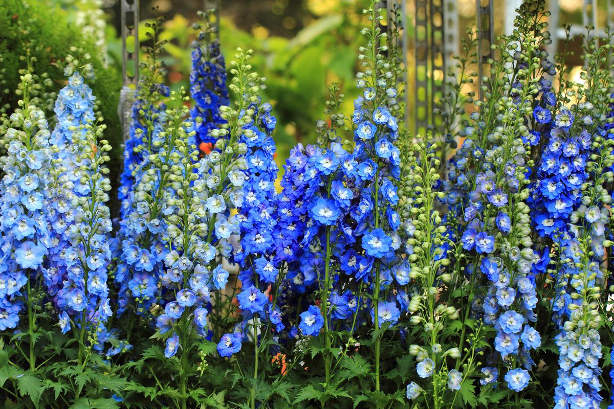 5 fleurs bleues pour un jardin color