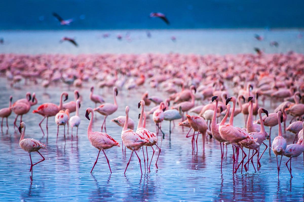 Pourra-t-on encore admirer les flamants roses sur les lacs d'Afrique ? Ce qui les menace