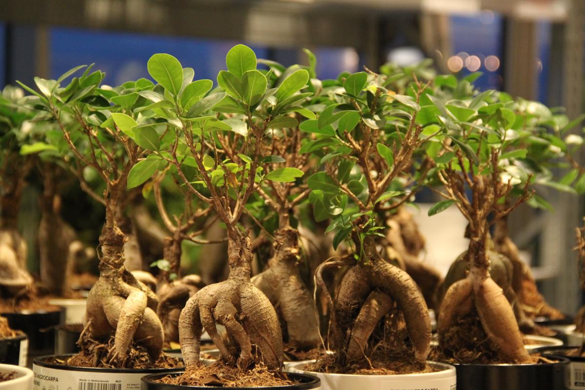 La mandragore, une plante trange associe  la sorcellerie