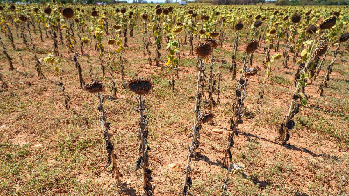 Réchauffement climatique : la France désormais menacée par la désertification