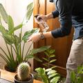 5 signes que votre plante se porte mal