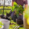 Quelles plantes sont toxiques pour les chats ?