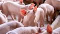 Royaume-Uni : un cas de grippe porcine détecté chez un humain