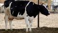 USA: une quatrième personne infectée par la grippe aviaire liée à une épidémie chez les vaches