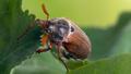 Piège à Charançon Du Pain Pafnisoin - 8 Pièces Avec Phéromones, Pour éliminer Les Insectes Des Farines - 11
