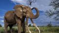 Protégé au Kenya mais chassé en Tanzanie: la vie sur le fil de Craig, l'un des derniers grands tuskers du Rift