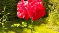 Le miracle de la Roseraie de Provins, cette friche pleine de ronces devenue un «Jardin remarquable»