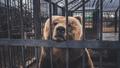 L’abolition des ours dansants en Bulgarie, la grande victoire méconnue de Brigitte Bardot
