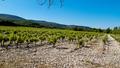 Ces 10 vins d’Ardèche dignes des grandes appellations de la vallée du Rhône, à partir de 11 euros