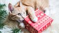 5 cadeaux de Noël pour les propriétaires de chat