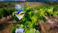 À Bordeaux, une dégustation de vins ukrainiens pour soutenir les vignerons locaux