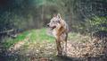 Spotted on the Outskirts of Paris, Wolves Are Edging Ever Closer to Major Cities