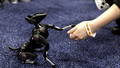 At CES Unveiled in Las Vegas, Ultrasonic Knives and “Smartphones for Dogs” Share the Spotlight With Ubiquitous AI