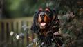 Le Setter Gordon, le chien qui incarne le mieux la classe à l’écossaise