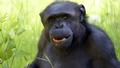 Le chimpanzé Tomy, qui s’était évadé d’un zoo en 1997, est mort à 49 ans