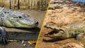Crocodile ou alligator : comment les distinguer ?