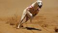 Le Greyhound, le chien le plus rapide du monde