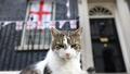 Le chat Larry, le «chef souricier» de Downing Street qui a connu six premiers ministres, fête ses 15 ans
