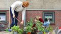 Sous les pavés, les plantes : aux Pays-Bas, les jardiniers les plus zélés s’affrontent pour verdir leur ville