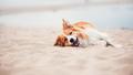 Depuis le 1er juin, votre chien est le bienvenu sur cette plage de la Côte d’Azur
