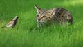 Les chats s’attaquent à de nombreux oiseaux endémiques.