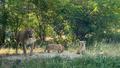 Première sortie matinale pour Inès et Inaya, les deux petites lionnes nées au zoo de Paris au mois d’avril.