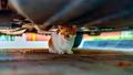 Le nouveau système breveté de BYD permet de détecter les chats sous la voiture.