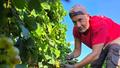 Laurent Maynadier dans sa parcelle de muscats petits grains.