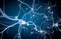 Optogénétique: éclairer les neurones pour activer la mémoire