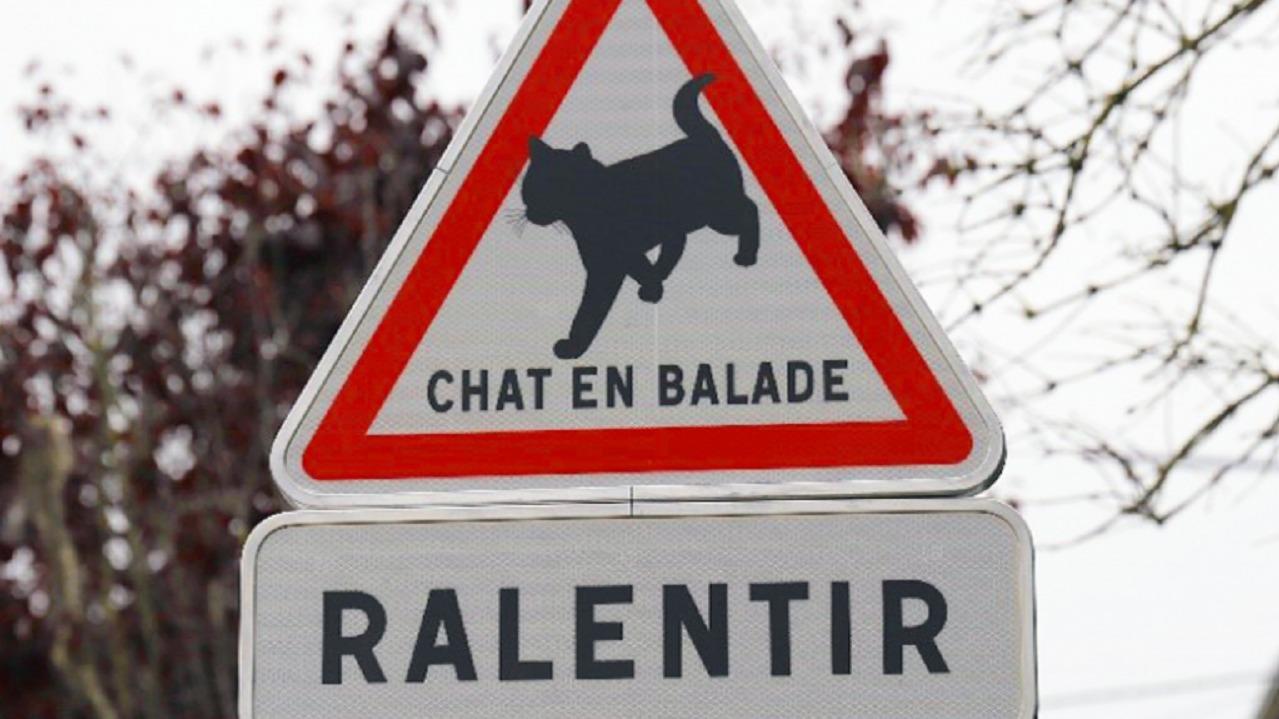 Chat en balade : quel est ce nouveau panneau de signalisation ?