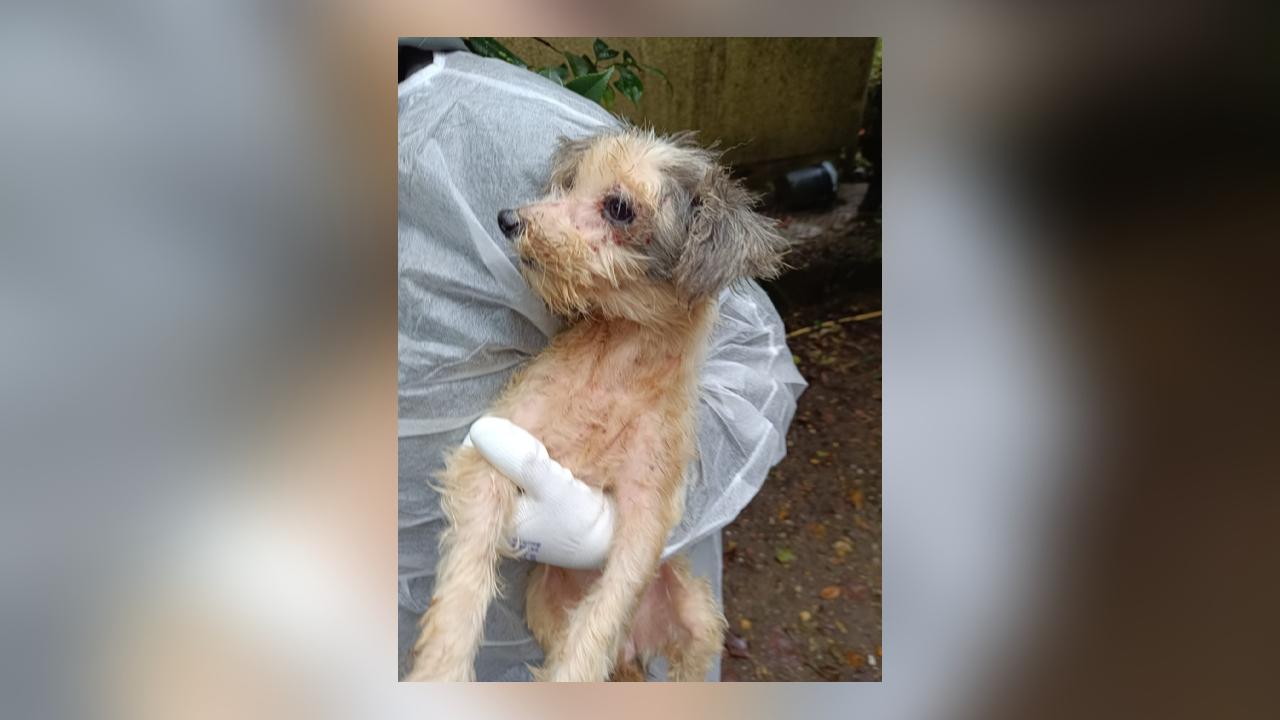 «L’horreur absolue» : une vingtaine de chiens malades et vivant dans leurs excréments pris en charge en Gironde