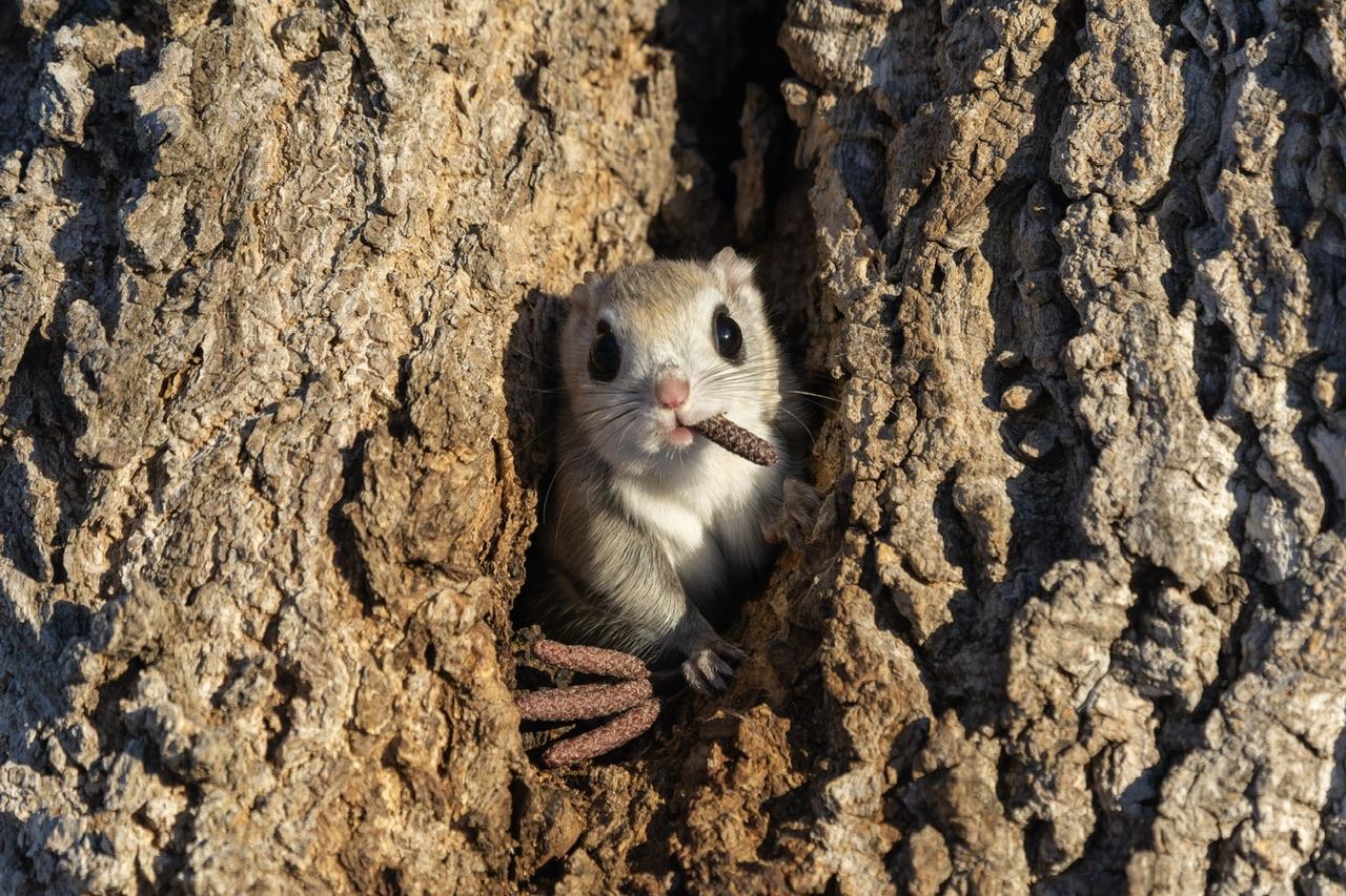 Poisson qui chasse un rapace, grenouille astronaute... Nos 13 photos d'animaux préférées du Comedy Wildlife Photography Awards