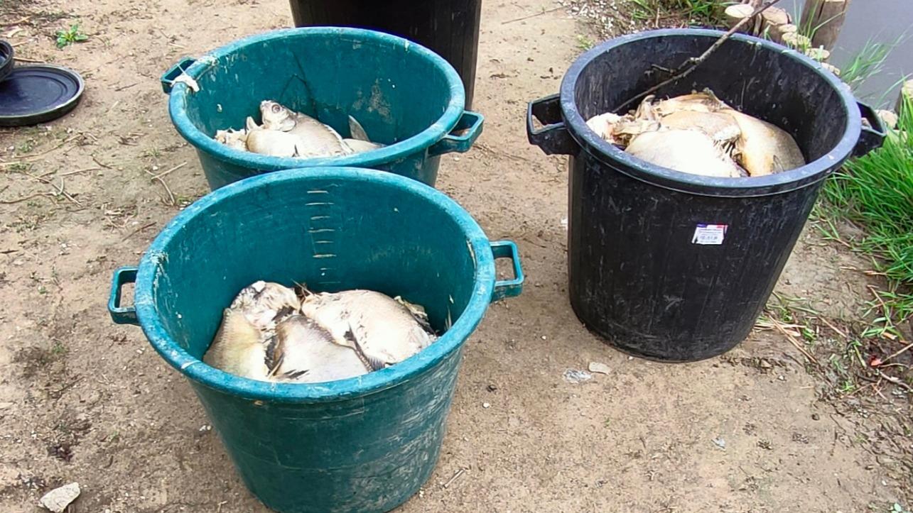 Loire-Atlantique : près de 400 kilos de poissons morts retrouvés dans le marais de Goulaine