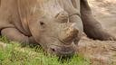 Entre 2018 et 2021, plus de 2.700 rhinocéros ont été victimes du braconnage en Afrique.