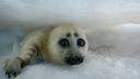 Un bébé phoque sur la glace du Lac Baïkal, en Russie.
